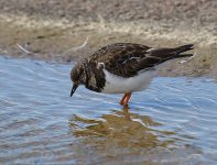 Turnstone-1-small.jpg