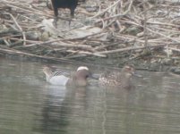 Beddington Farm Garganey 3.jpg