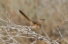 Fulvous Babbler.jpg