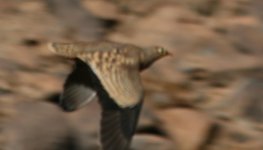 Lichtenstein's Sandgrouse.jpg