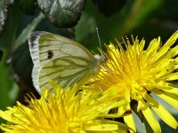 L1150560_Green-veined White.jpg