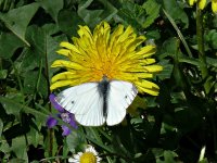 L1150574_Green-veined White.jpg