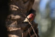 Red-billed Firefinch.JPG