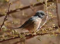 Tristram's Warbler.jpg