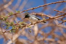 Sardinian Warbler.jpg