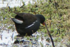 A MOORHEN.jpg