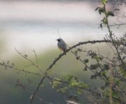 Redstart.jpg