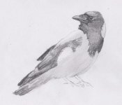 Hooded Crow001.jpg