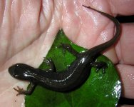 Common Newt female 1.jpg