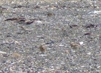 snow bunting baltray.JPG