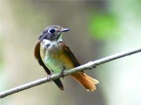 flycatcher F-1.jpg