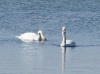 Mute Swan.jpg