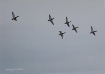 Mallard Flock.jpg