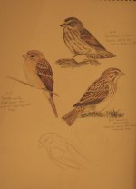 sparrows_1.jpg