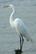 Great_Egret.jpg