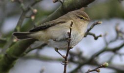 Chiffchaff.JPG