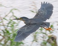 green_heron.jpg