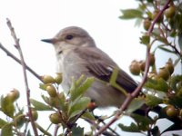 spotted flycatcher.JPG