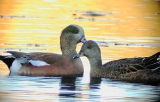 amwigeon.jpg