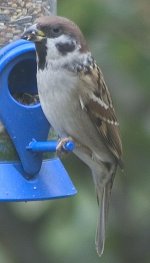 Treesparrow1.jpg