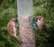 tree sparrow.jpg