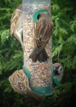 tree sparrow1.jpg