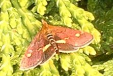 pyralid_moth.jpg