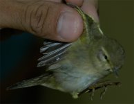 Warbler ID 2.jpg