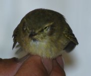 Warbler ID 4.jpg