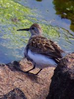 Dunlin06.jpg