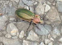 Swiss_beetle-a.jpg