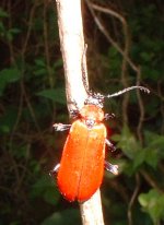 cardinal_beetle.jpg