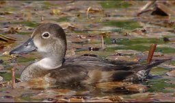 hosmer ducks - steve lay photo - cropped 018.jpg