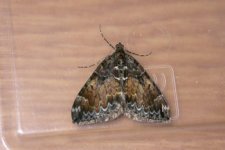 moth220504.jpg