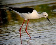 Black winged Stilt 1758.jpg