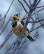 crested barbet.jpg