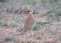 temminck\'s courser.jpg