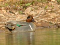 Green winged Teal 1959.jpg