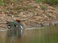 Green winged Teal 1950.jpg