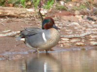 Green winged Teal 1964.jpg