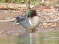 Green winged Teal 1962.jpg