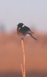 common stonechat.jpg