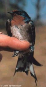 Hirundo angolensis 94.jpg