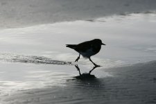 Turnstone silhouette 1 .jpg