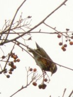 redwing-CRW_5372.jpg