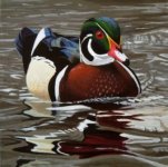 Wood Duck.jpg