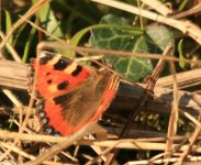 small tortoiseshell lighthouse road 5 march 2008.jpg