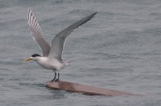 1.GreatCrestedTern.JPG