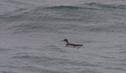 4.RedNecked Phalarope.JPG