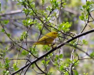 Yellow Warbler.jpg